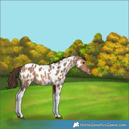 Horse Color:Bay Dun Tobiano Appaloosa