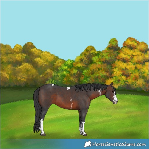 Horse Color:Brown Sabino Tobiano 