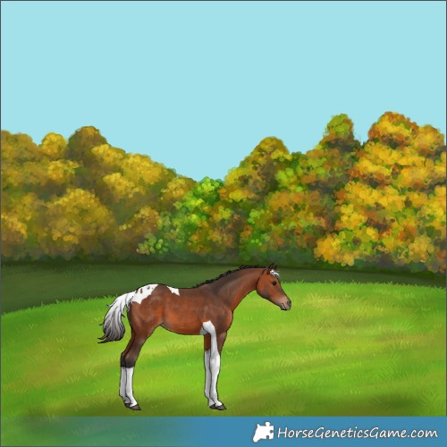 Horse Color:Bay Tobiano 