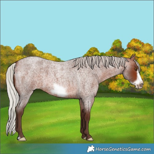 Horse Color:Silver Brown Roan Frame