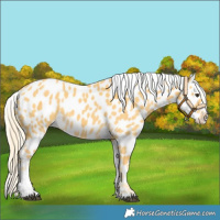 Horse Color:Palomino Tobiano Near Leopard 