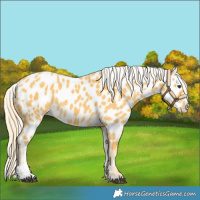 Horse Color:Palomino Tobiano Appaloosa 