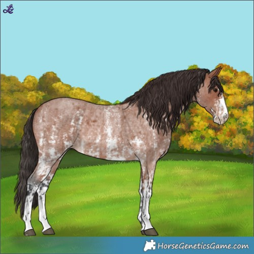 Horse Color:Bay Roan Sabino Rabicano  and Bay Roan Sabino Rabicano 