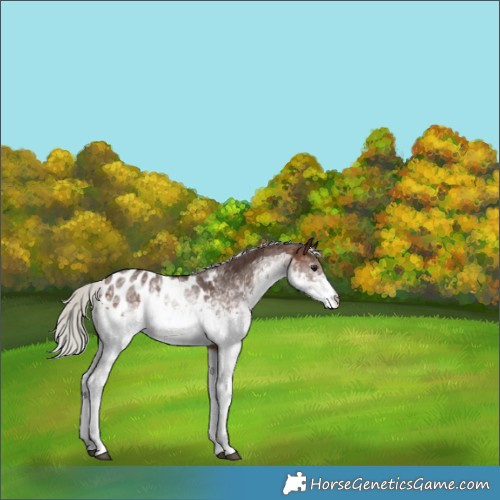 Horse Color:White Spotted Silver Brown Blanket 