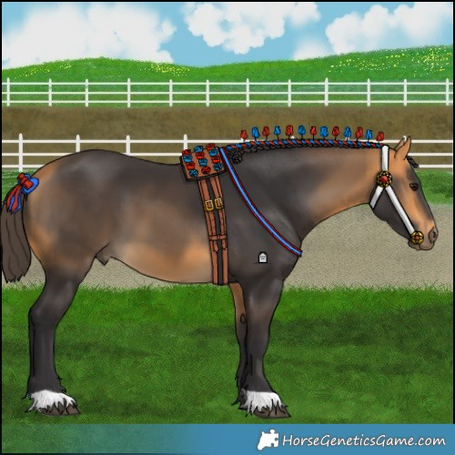 Horse Color:Buckskin 