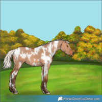 Horse Color:White Spotted Silver Bay Dun
