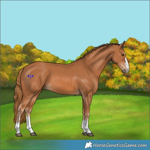 Horse Color:Chestnut 