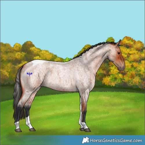 Horse Color:Bay Roan Tobiano
