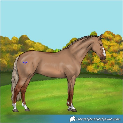 Horse Color:Red Dun 