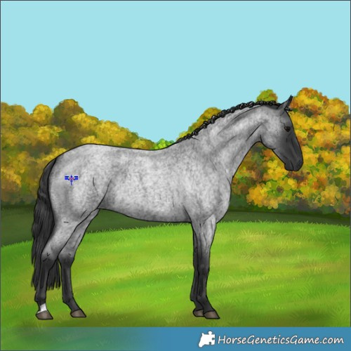 Horse Color:Blue Roan  and Blue Roan 