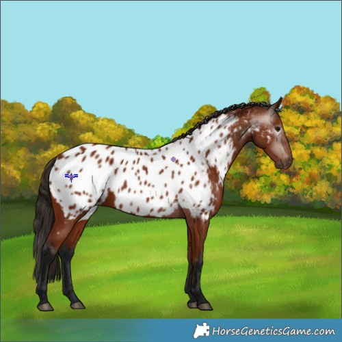 Horse Color:Gray Bay Appaloosa