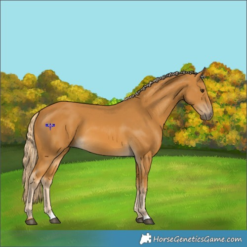 Horse Color:Palomino 