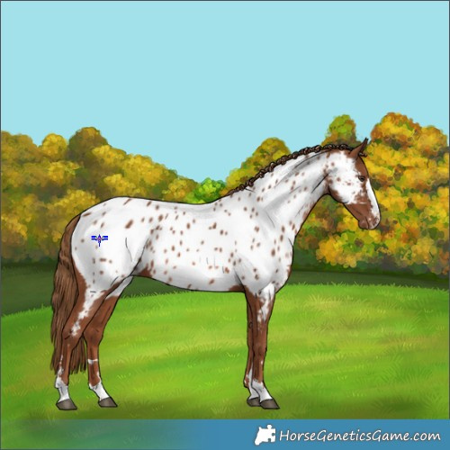 Horse Color:Chestnut Appaloosa