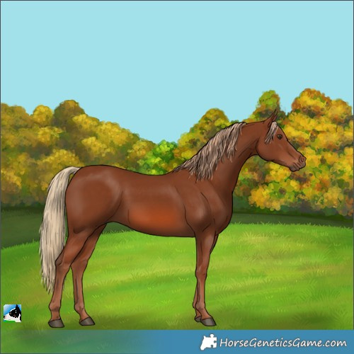 Horse Color:Chestnut 