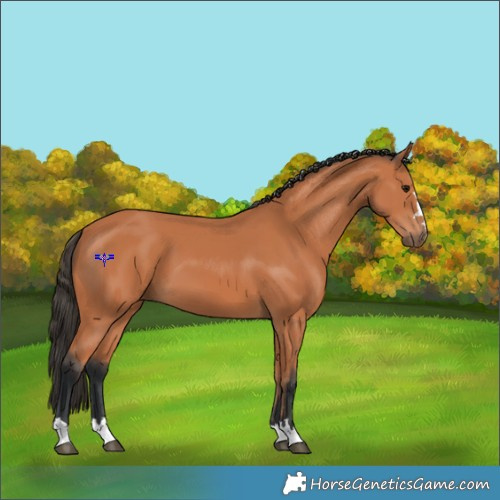 Horse Color:Bay 