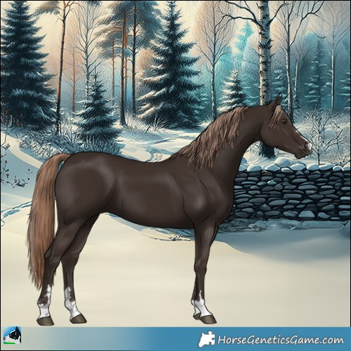Horse Color:Liver Chestnut 