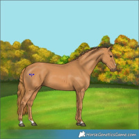 Horse Color:Chestnut 