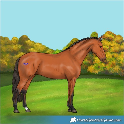 Horse Color:Bay 