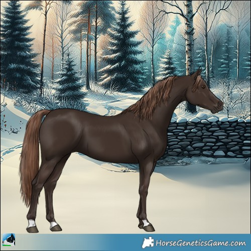 Horse Color:Liver Chestnut 