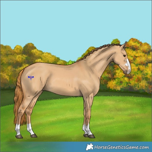 Horse Color:Red Dun 