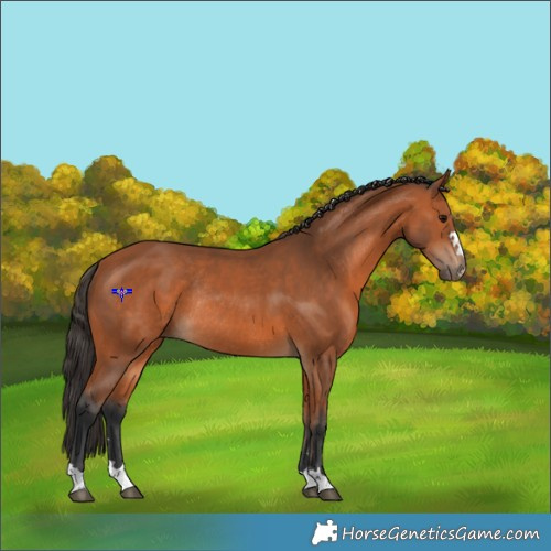 Horse Color:Bay Rabicano 