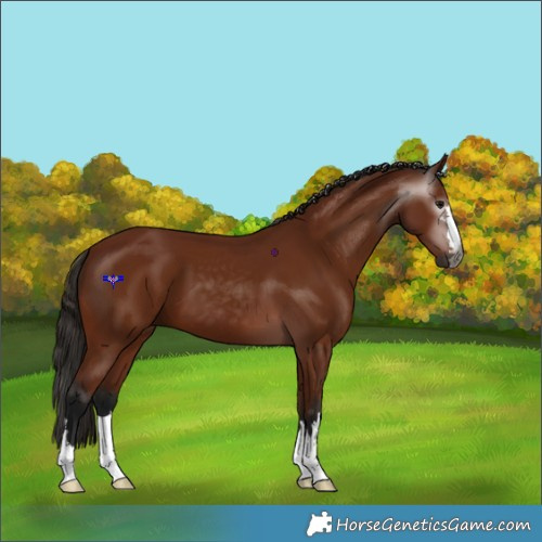 Horse Color:Gray Bay 