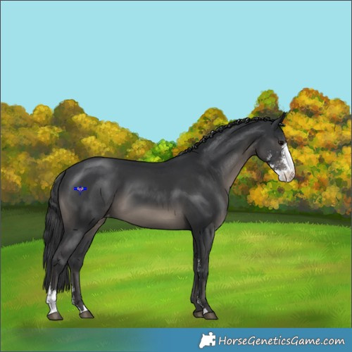 Horse Color:Black Sabino Appaloosa 