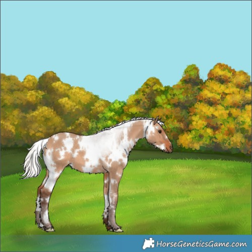Horse Color:White Spotted Silver Bay Dun 
