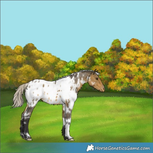 Horse Color:White Spotted Silver Buckskin Dun Appaloosa