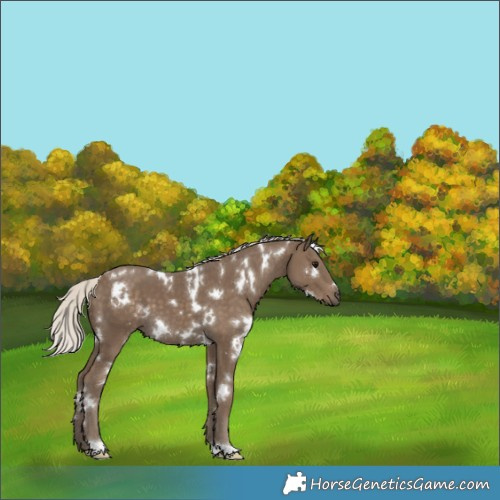 Horse Color:White Spotted Silver Smoky Black 