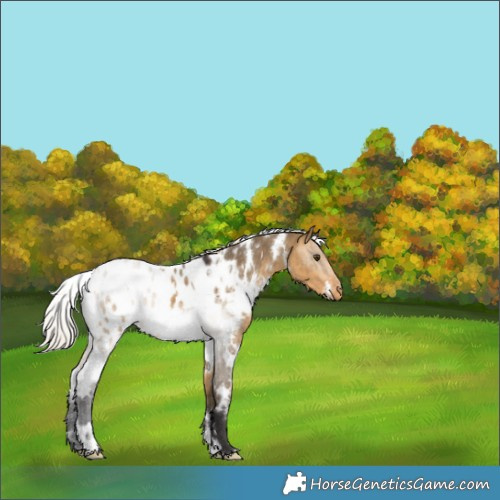 Horse Color:White Spotted Silver Buckskin Dun Appaloosa 