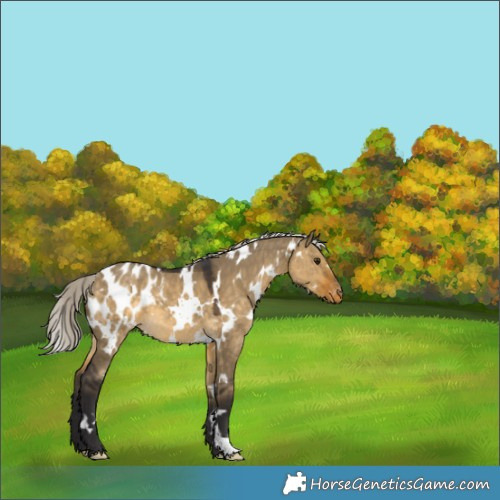 Horse Color:White Spotted Silver Buckskin Dun Appaloosa 