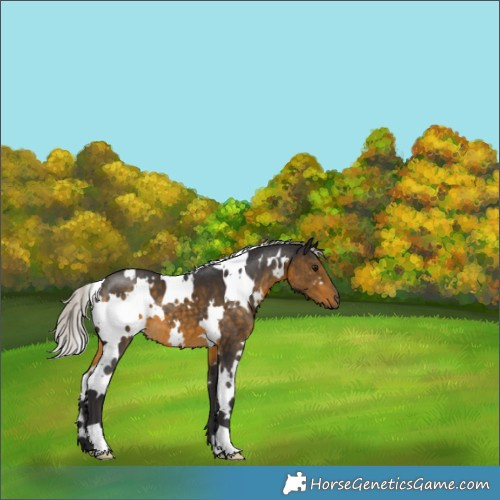 Horse Color:White Spotted Silver Buckskin 