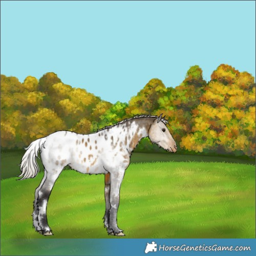 Horse Color:White Spotted Silver Buckskin Dun Appaloosa 