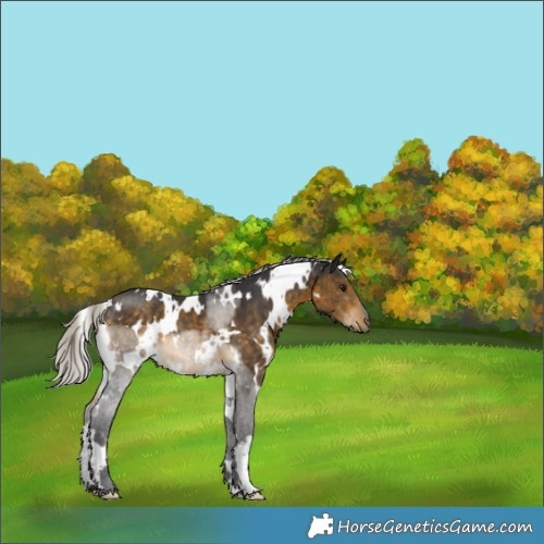 Horse Color:White Spotted Silver Buckskin 