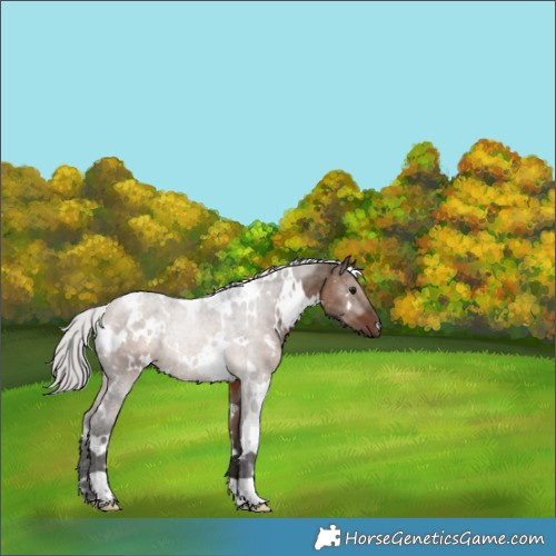 Horse Color:White Spotted Silver Brown Dun 