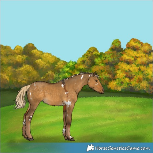 Horse Color:White Spotted Chocolate Palomino Dun 
