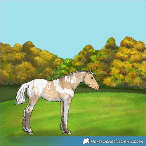 Horse Color:White Spotted Silver Sable Cream Champagne Dun Appaloosa 