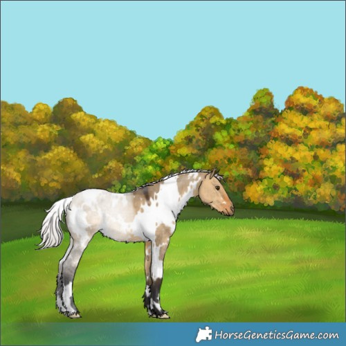 Horse Color:White Spotted Silver Buckskin Dun 