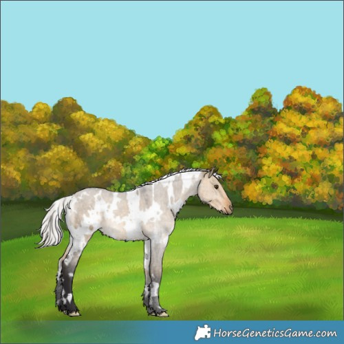Horse Color:White Spotted Silver Buckskin Dun 