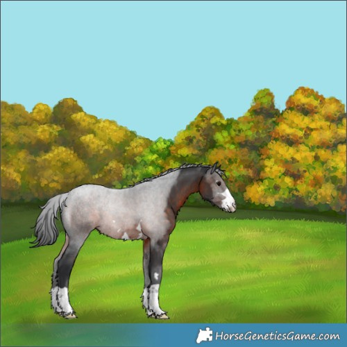 Horse Color:Brown 