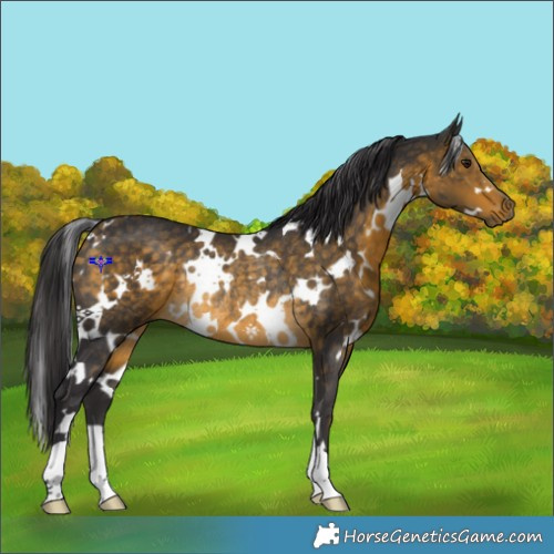 Horse Color:White Spotted Buckskin Rabicano 