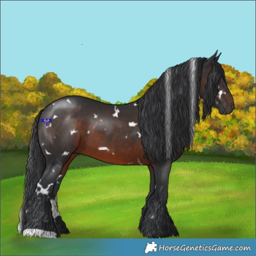 Horse Color:White Spotted Brown 
