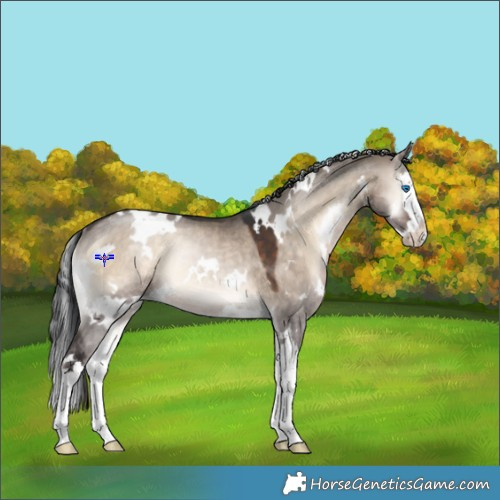 Horse Color:White Spotted Brown Onyx Splash Rabicano 