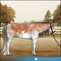 Horse Color:White Spotted Bay Splash  and White Spotted Bay Splash Frame 