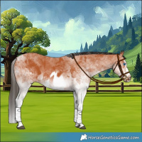 Horse Color:White Spotted Bay Splash  and White Spotted Bay Splash Frame 