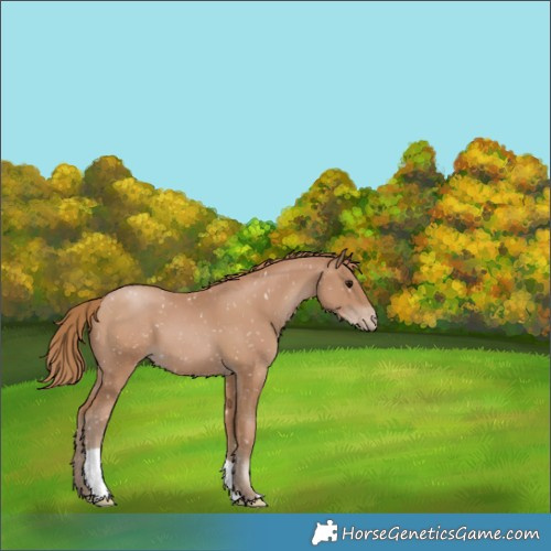 Horse Color:Black Pearl Appaloosa 