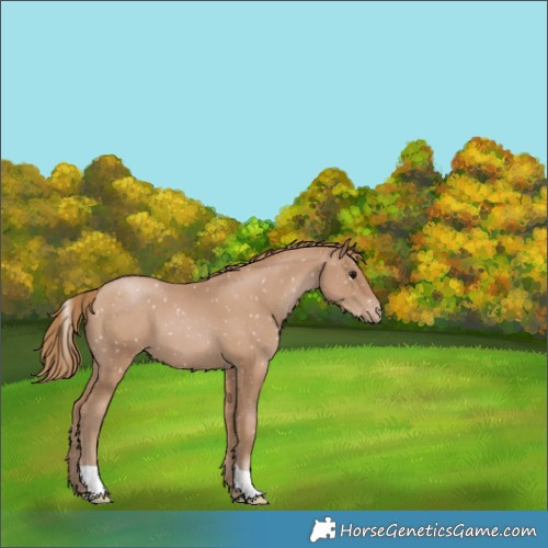 Horse Color:Black Pearl Appaloosa 