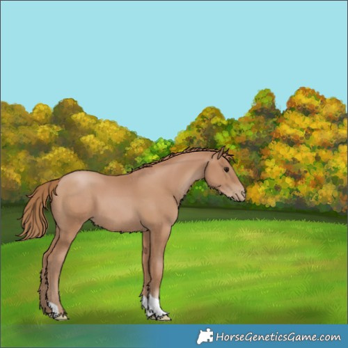 Horse Color:Black Pearl 