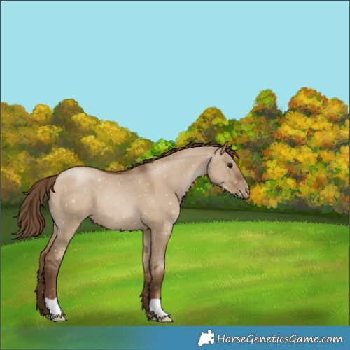 Horse Color:Gray Grullo Pearl Appaloosa 